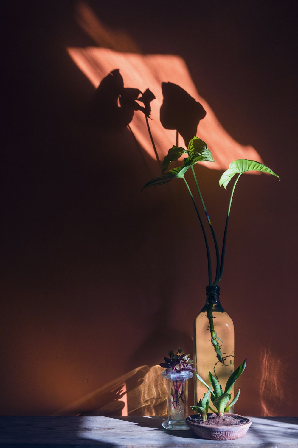 green indoor plant with brown vase beside wall