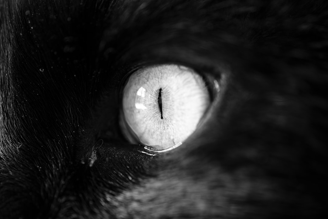grayscale of animal eye