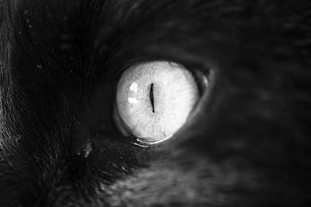 grayscale of animal eye