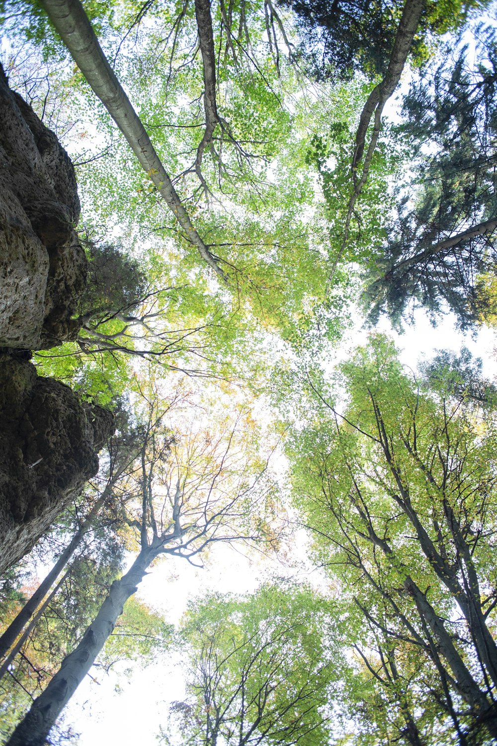 low angle photo of tall green trees