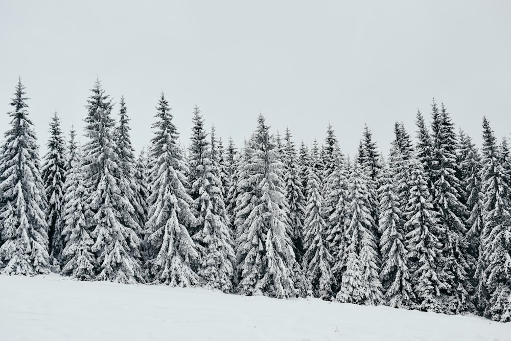 snow-covered pine trees