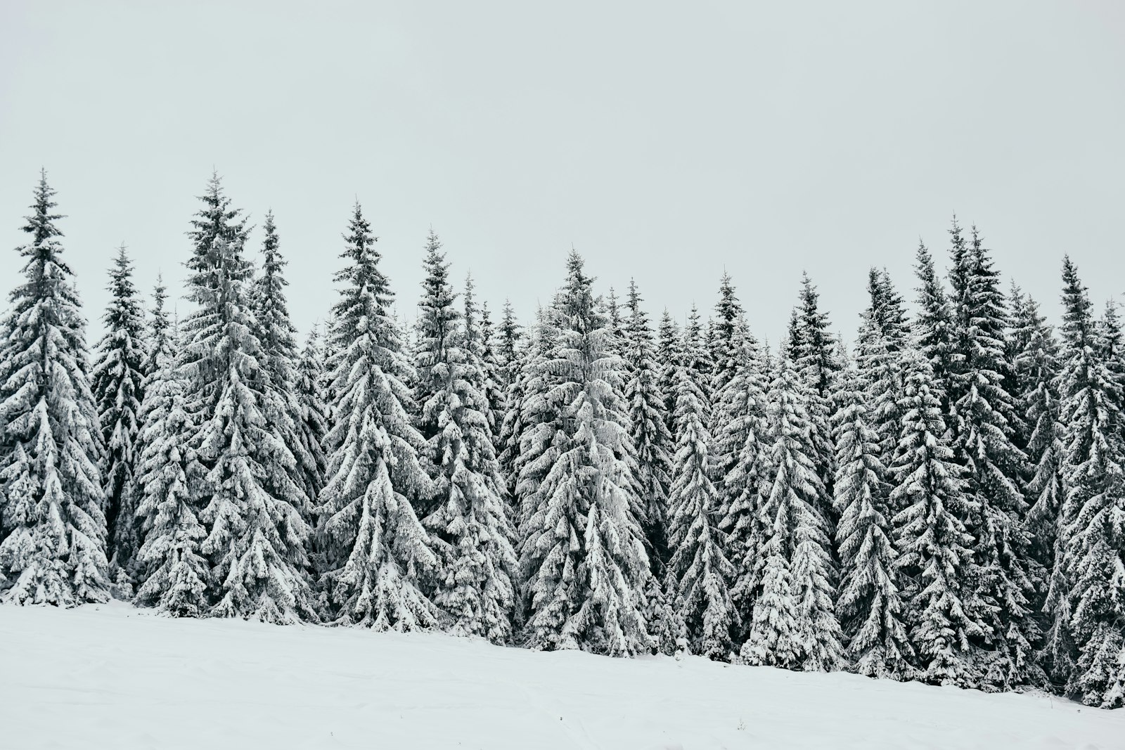 Nikon D5300 sample photo. Snow-covered pine trees photography