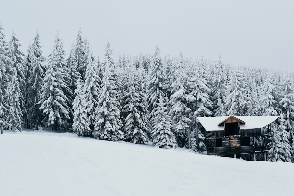 snow covered pine trees near house