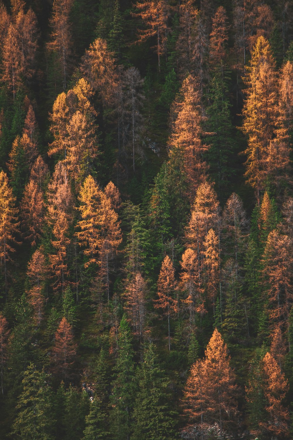 brown and green trees