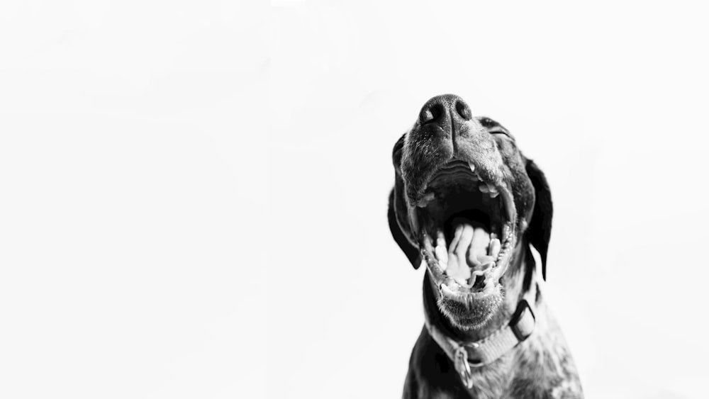 grayscale photo of howling dog