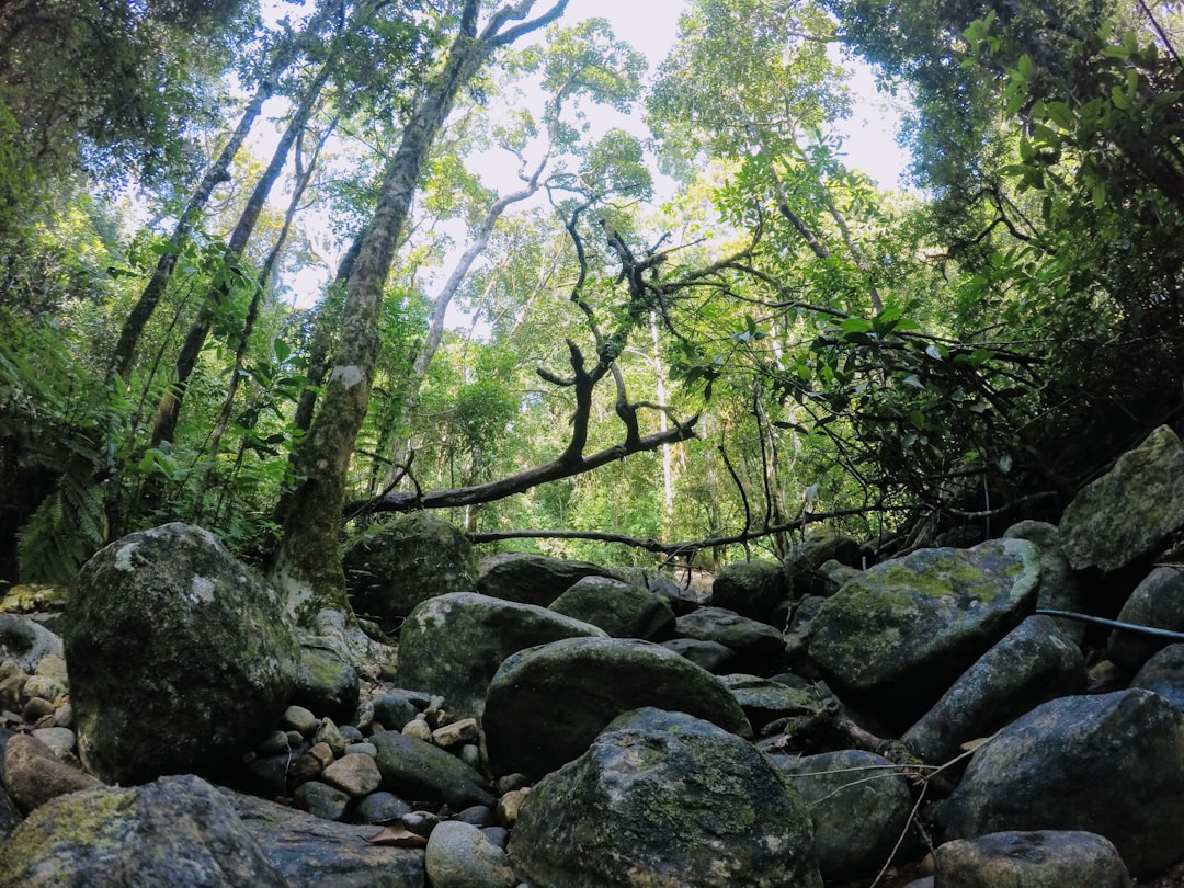 Forest photo spot Thollayiram Rd Kerala