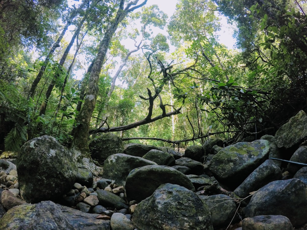 gray rocks and green tall trees