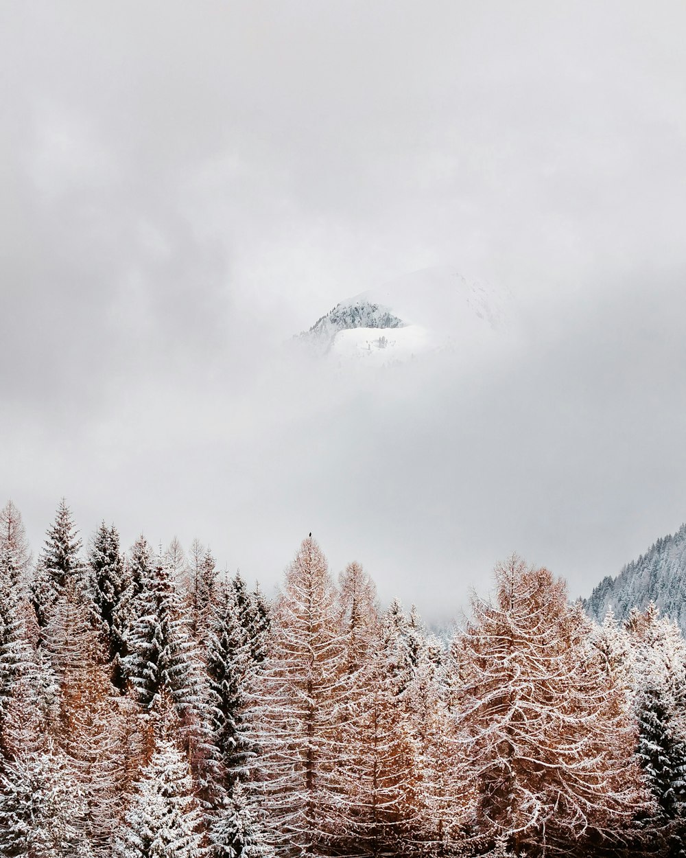 forest and white sky