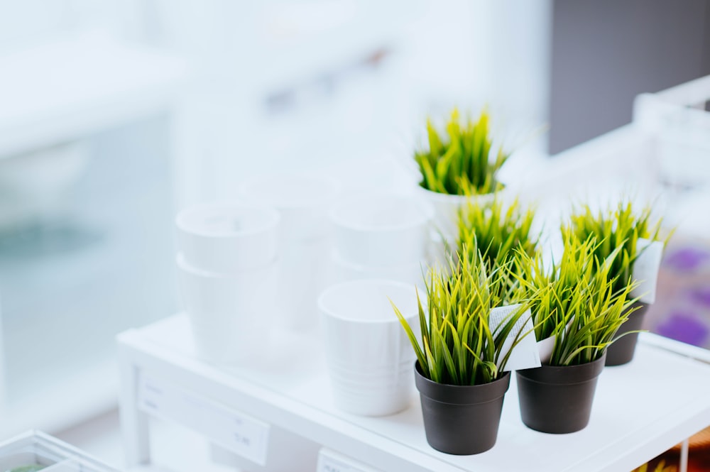 green plants on pot