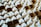 Rows of white pump dispensers are neatly packed in brown cardboard boxes, arranged closely together creating a pattern.
