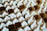 Rows of white pump dispensers are neatly packed in brown cardboard boxes, arranged closely together creating a pattern.