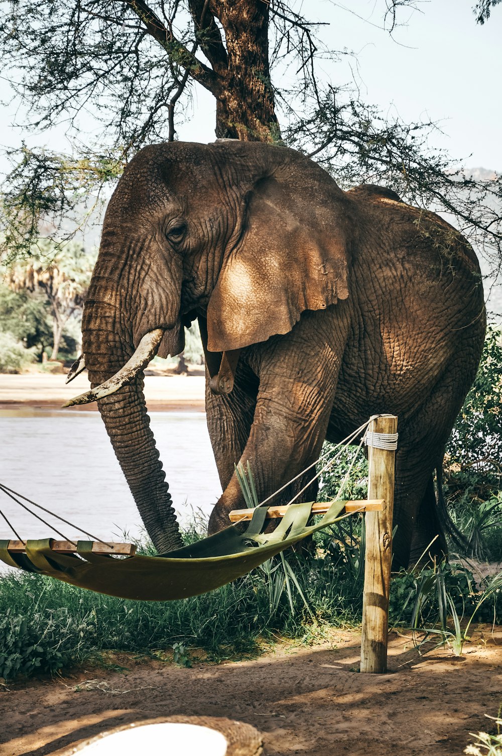 close-up photography of elephant