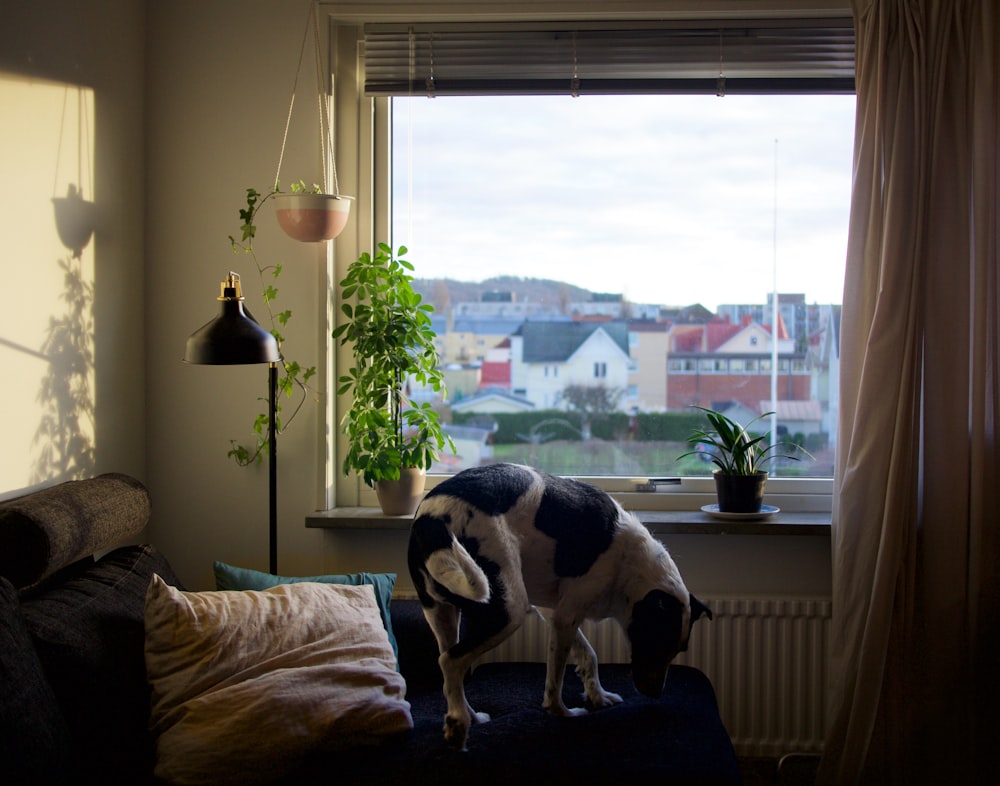 adult black and white dog on blue bed