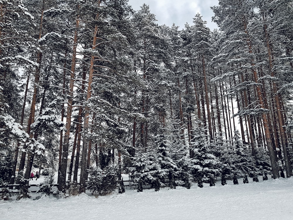 snow covered trees low angle photography