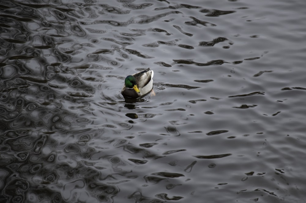 un canard nageant dans l’eau