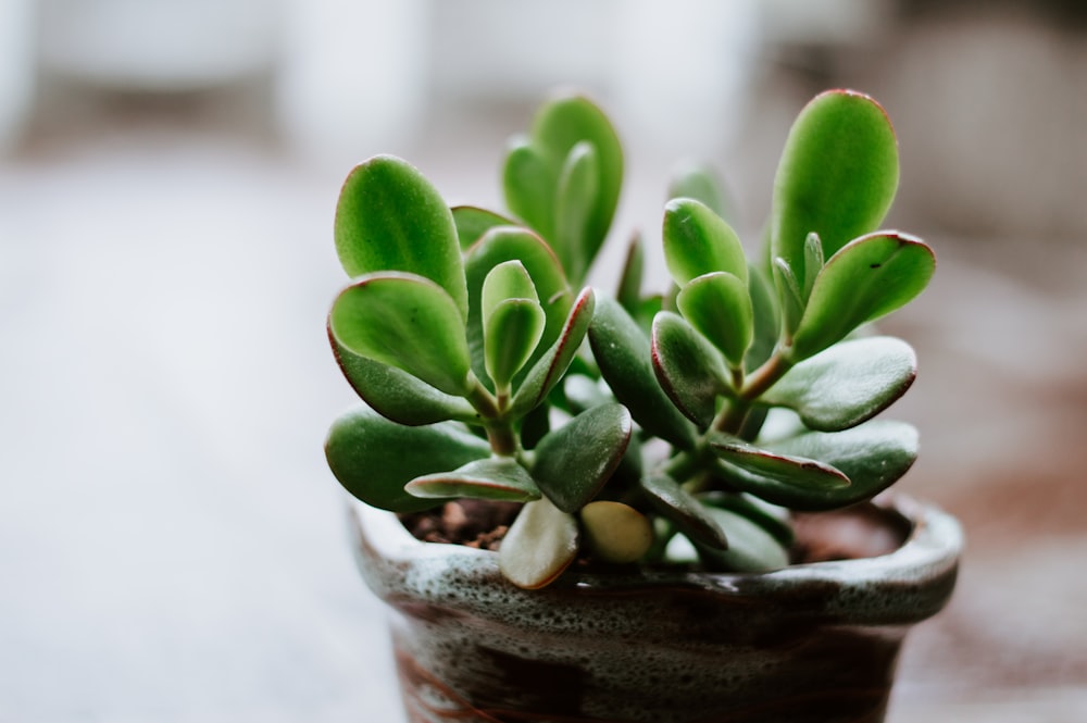 green indoor plant