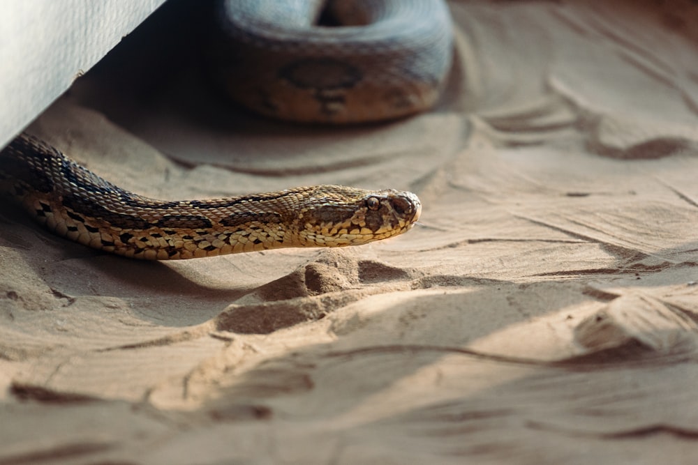 砂の中を這う茶色の蛇