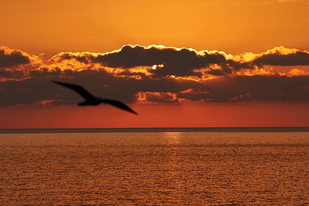 silhouette of flying bird across horizon during dawn