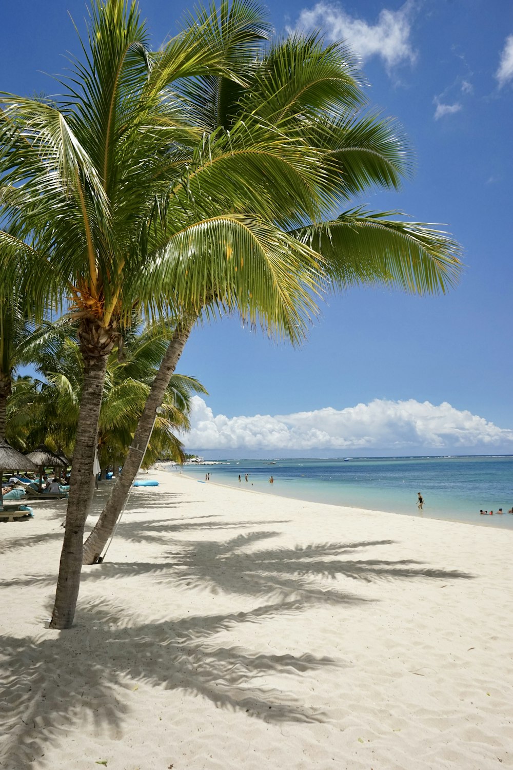 green palm tree on seashore during daytime