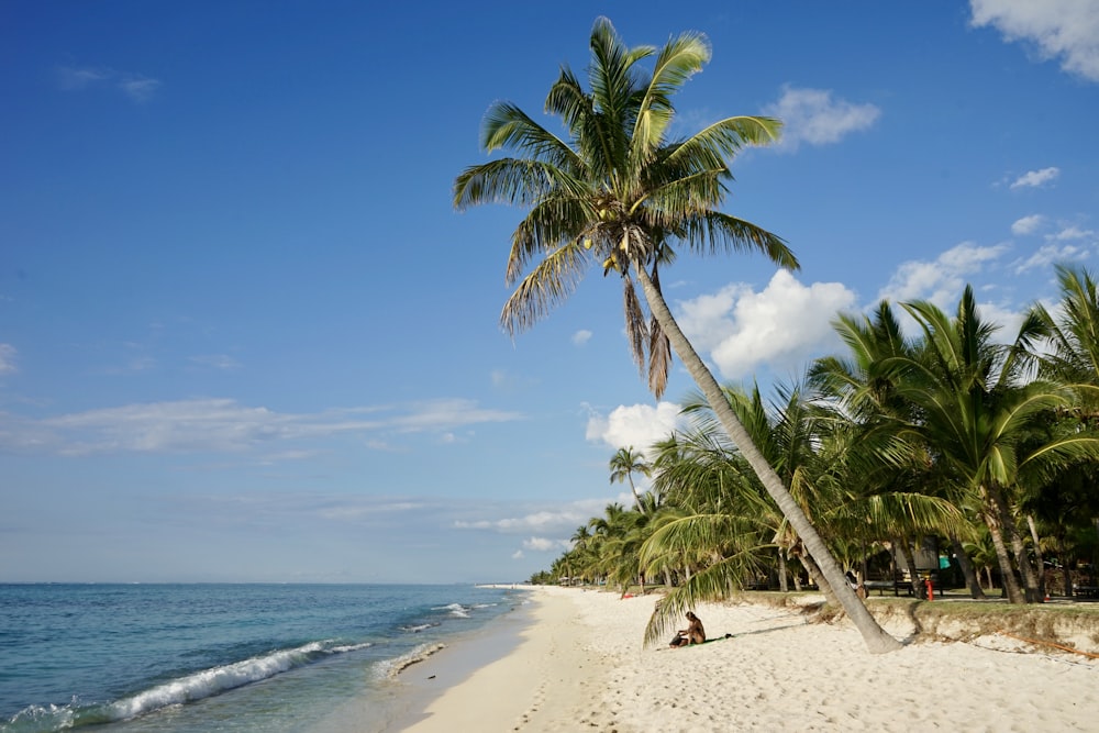 green coconut tree near n seashore