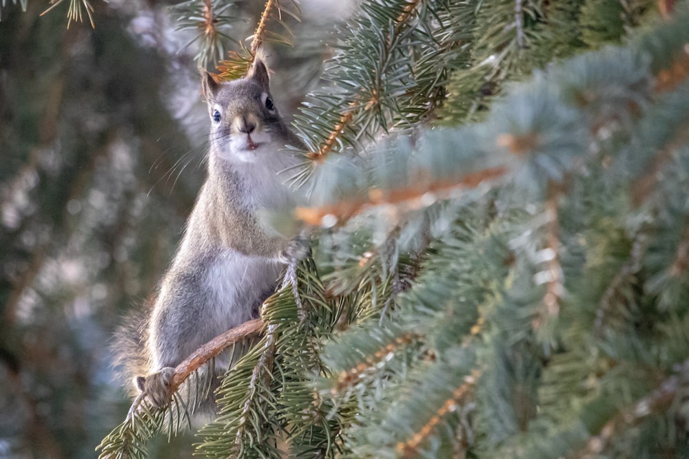 white and gray squirrel on pine tree