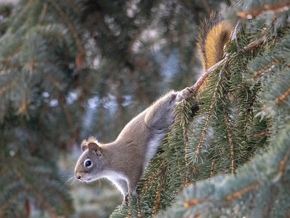 brown skunk on green tree