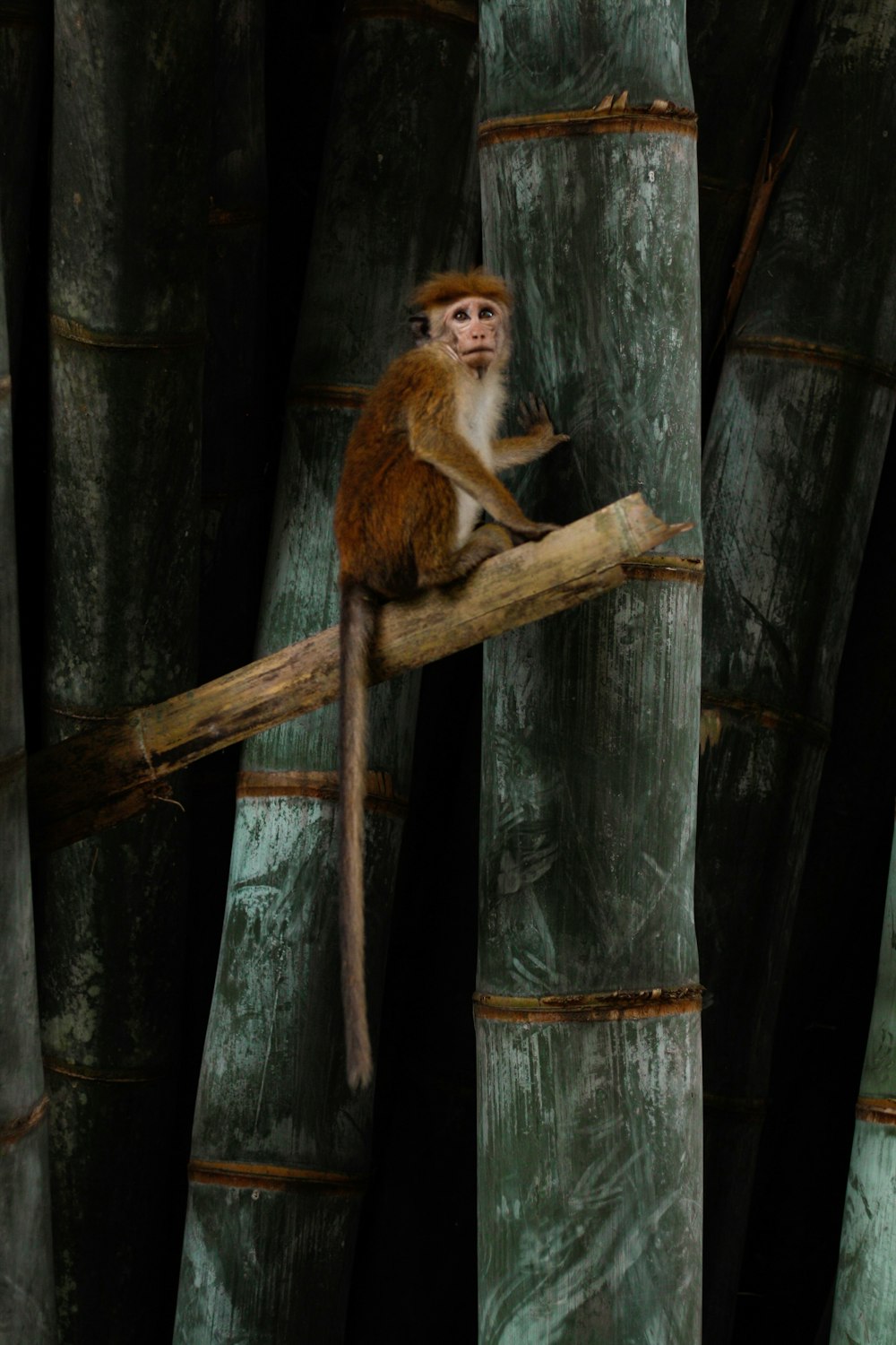 Macaco marrom no ramo de bambu