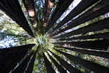 Group meditation under tall trees, sunlight filtering through leaves.