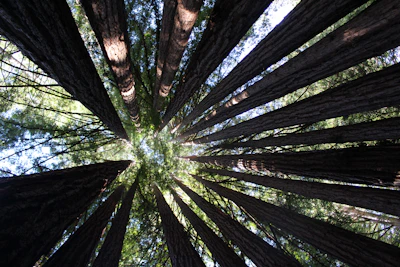 Group meditation under tall trees, sunlight filtering through leaves.
