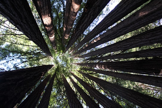 Tall trees with thick trunks soar toward the sky, viewed from ground level. The leaves form a circular canopy with sunlight filtering through, creating a radiant and serene atmosphere.