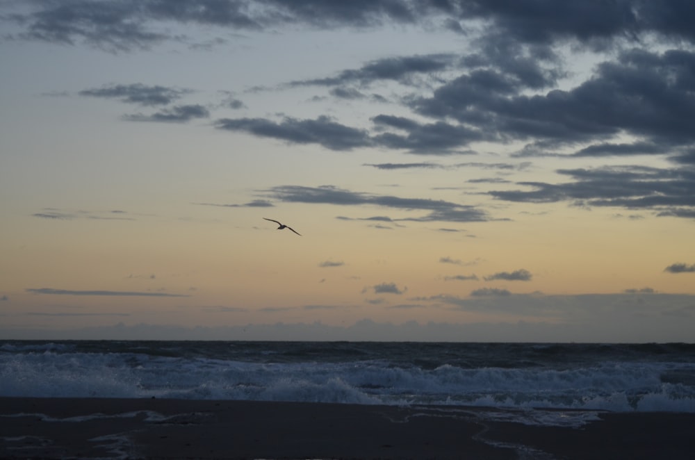 bird flying above body of water