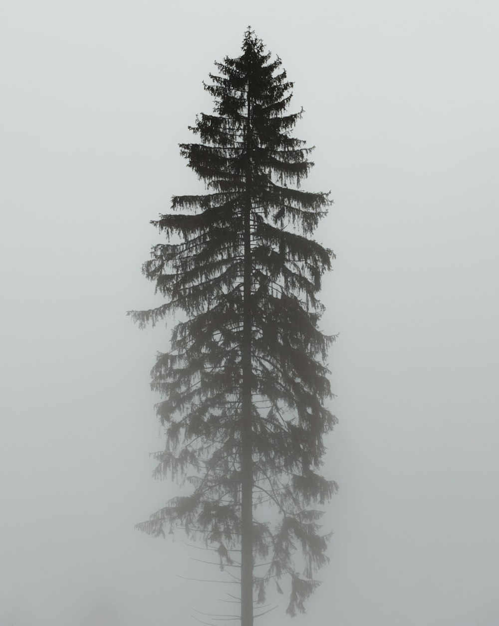 árbol de hojas verdes con niebla