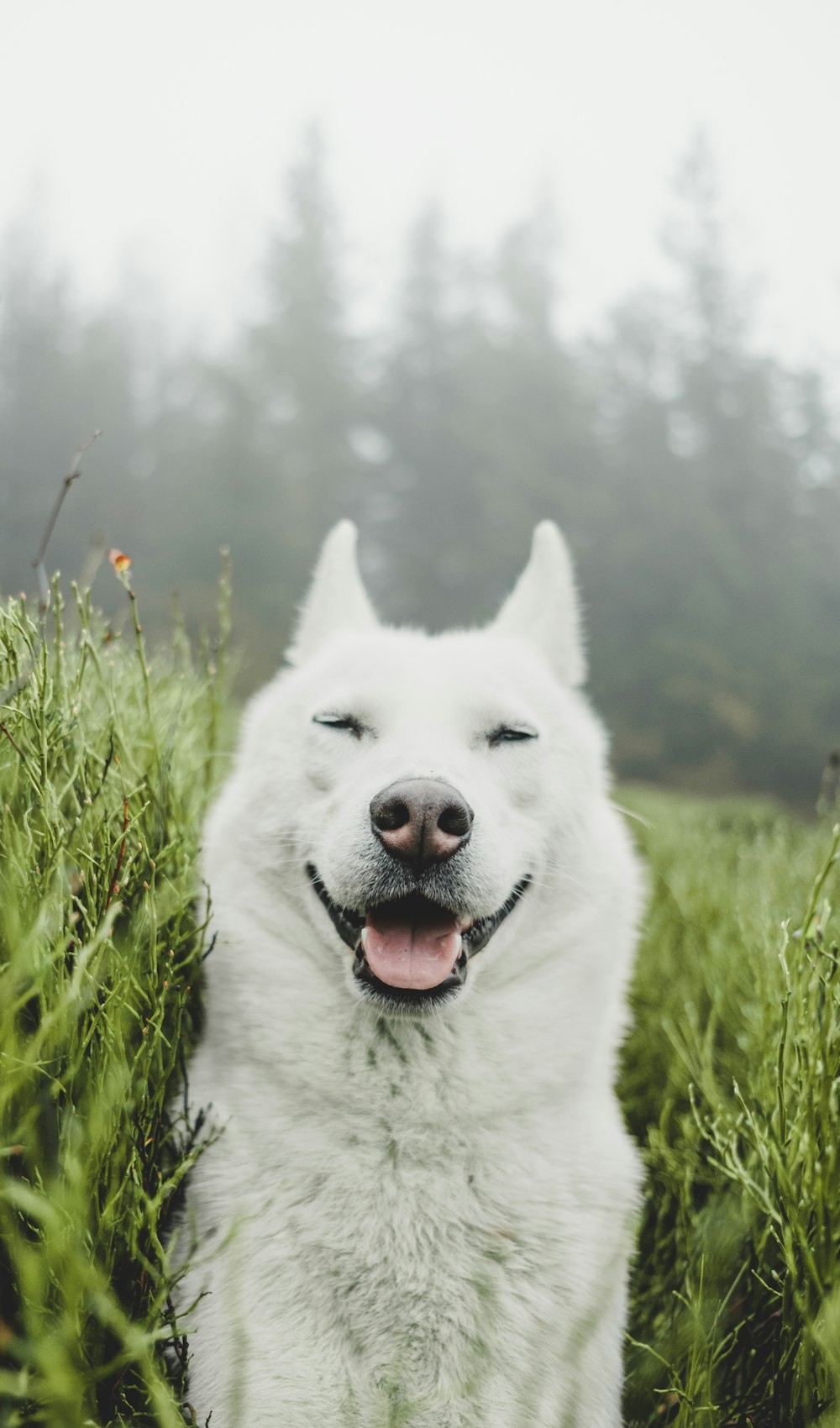Cão branco entre arbustos