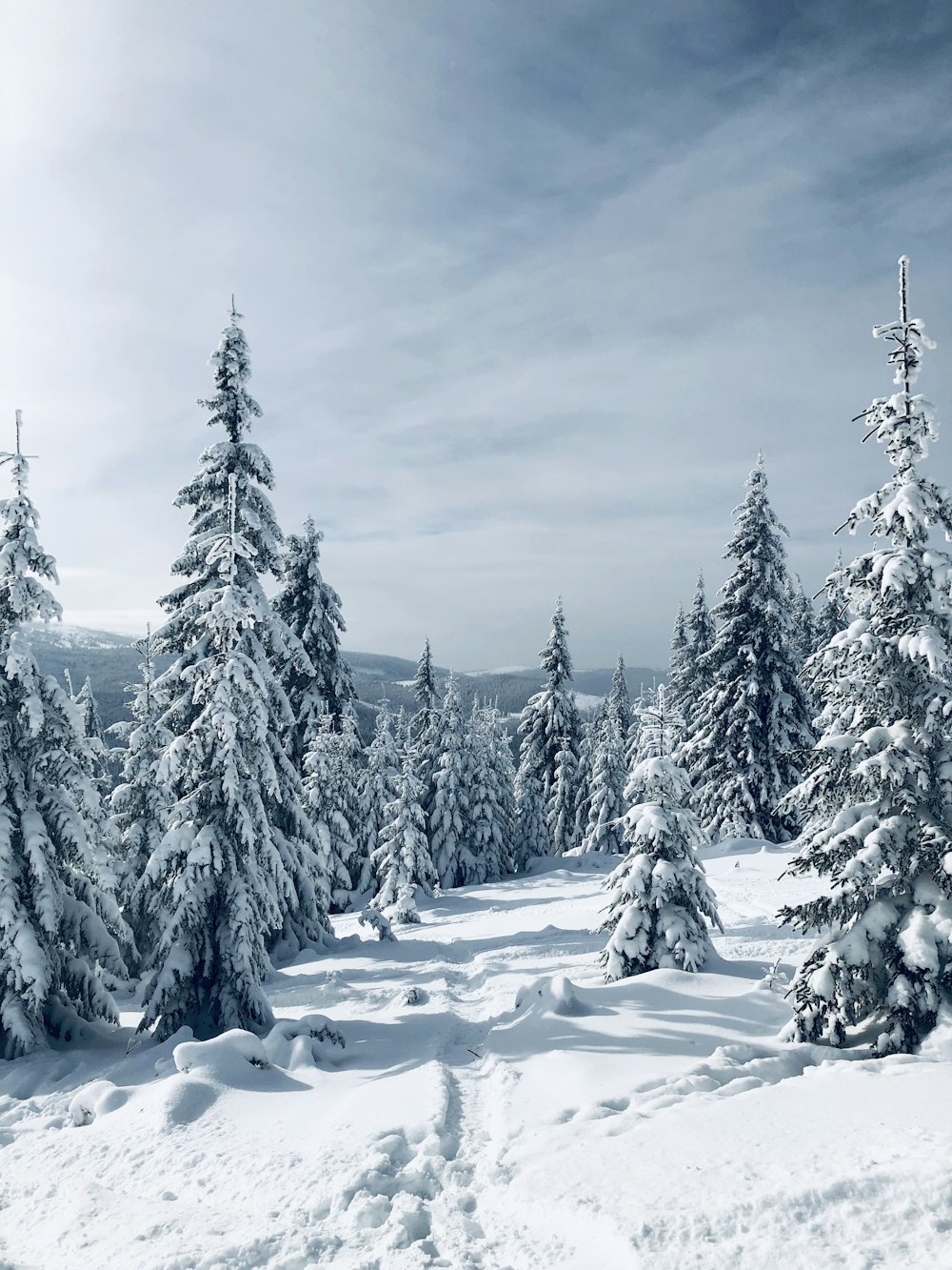 árvores cobertas de neve