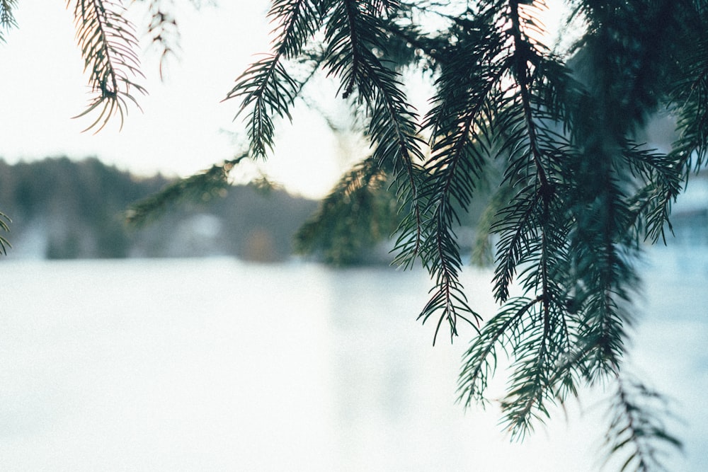 green tree leaves