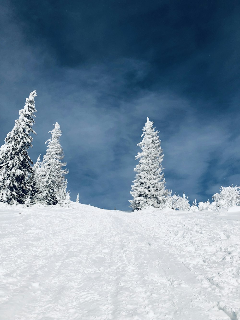 pine trees covered with ice