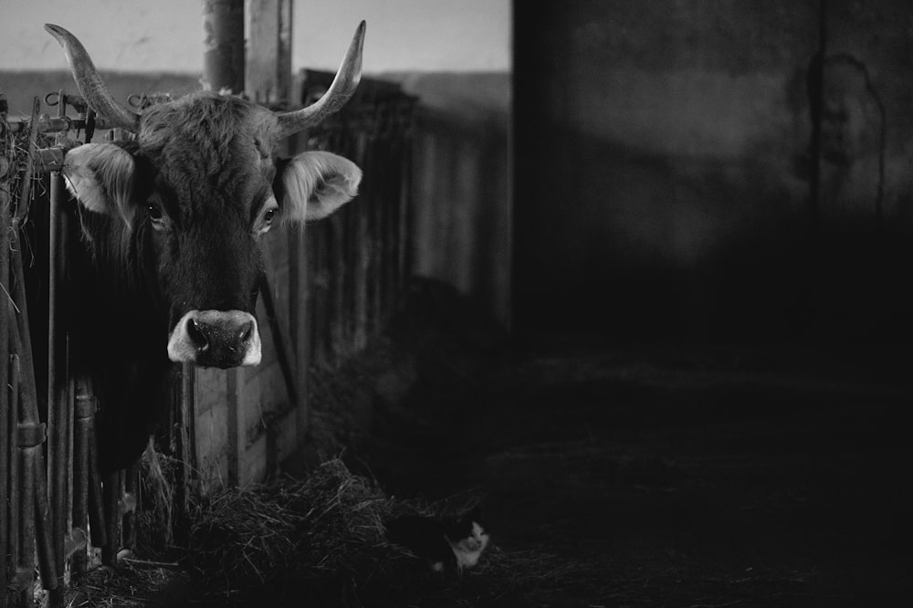grayscale photography of cattle