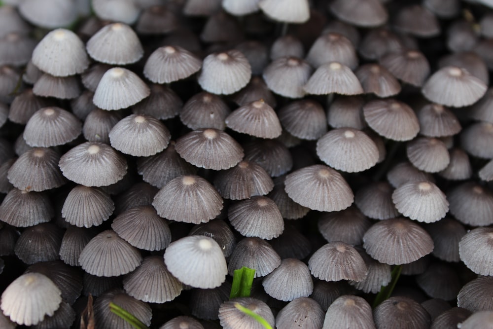 gray mushrooms