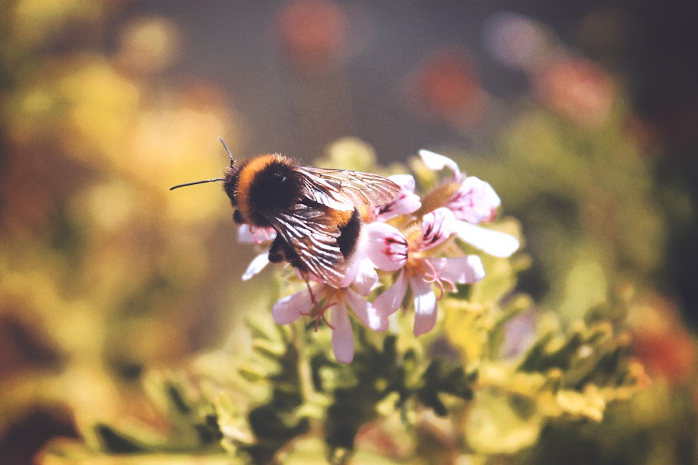 bee on flower close-up photography