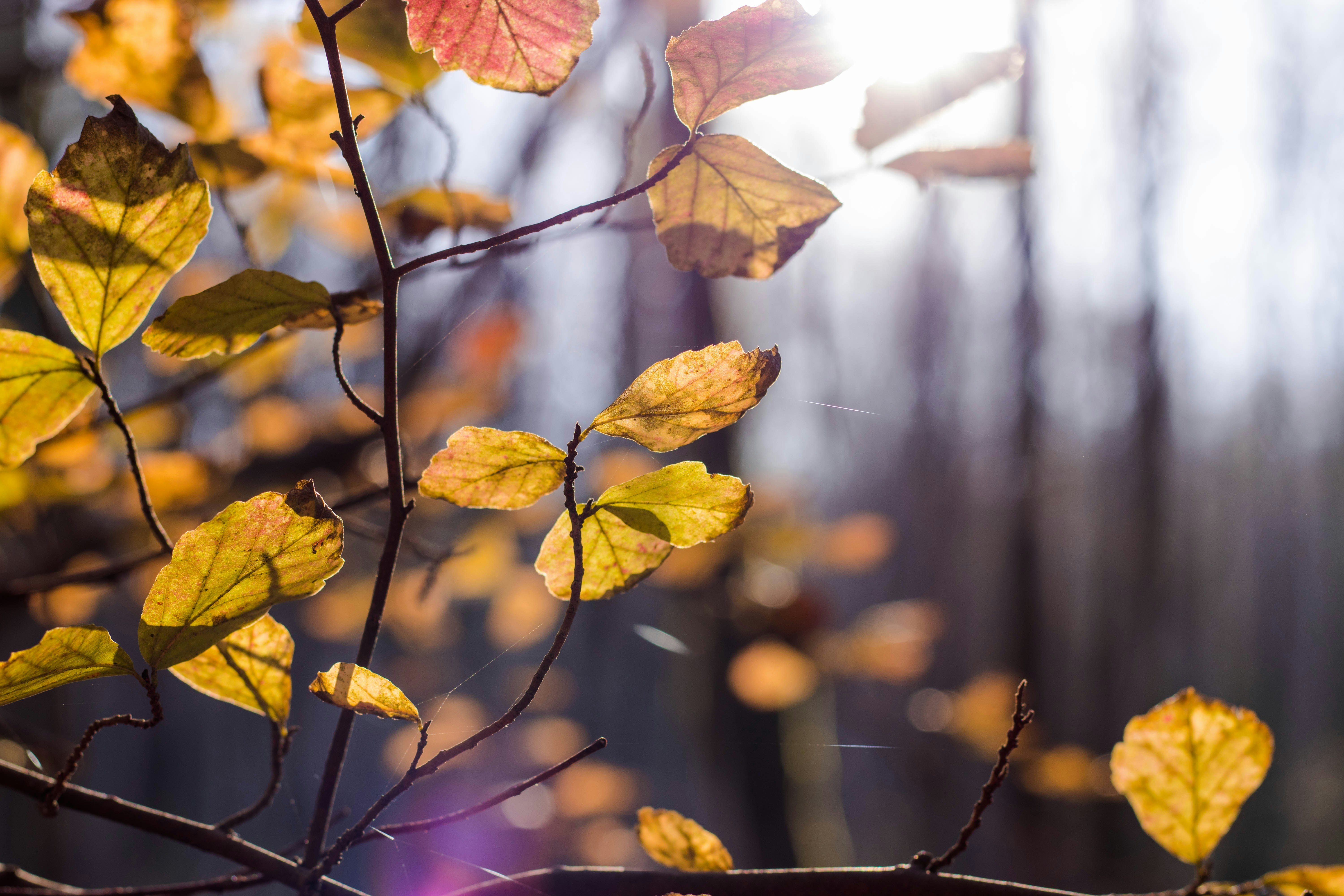 How Muscles Remember: The Biology Behind 'Riding a Bike'