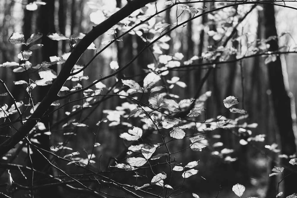 grayscale photo of leaves