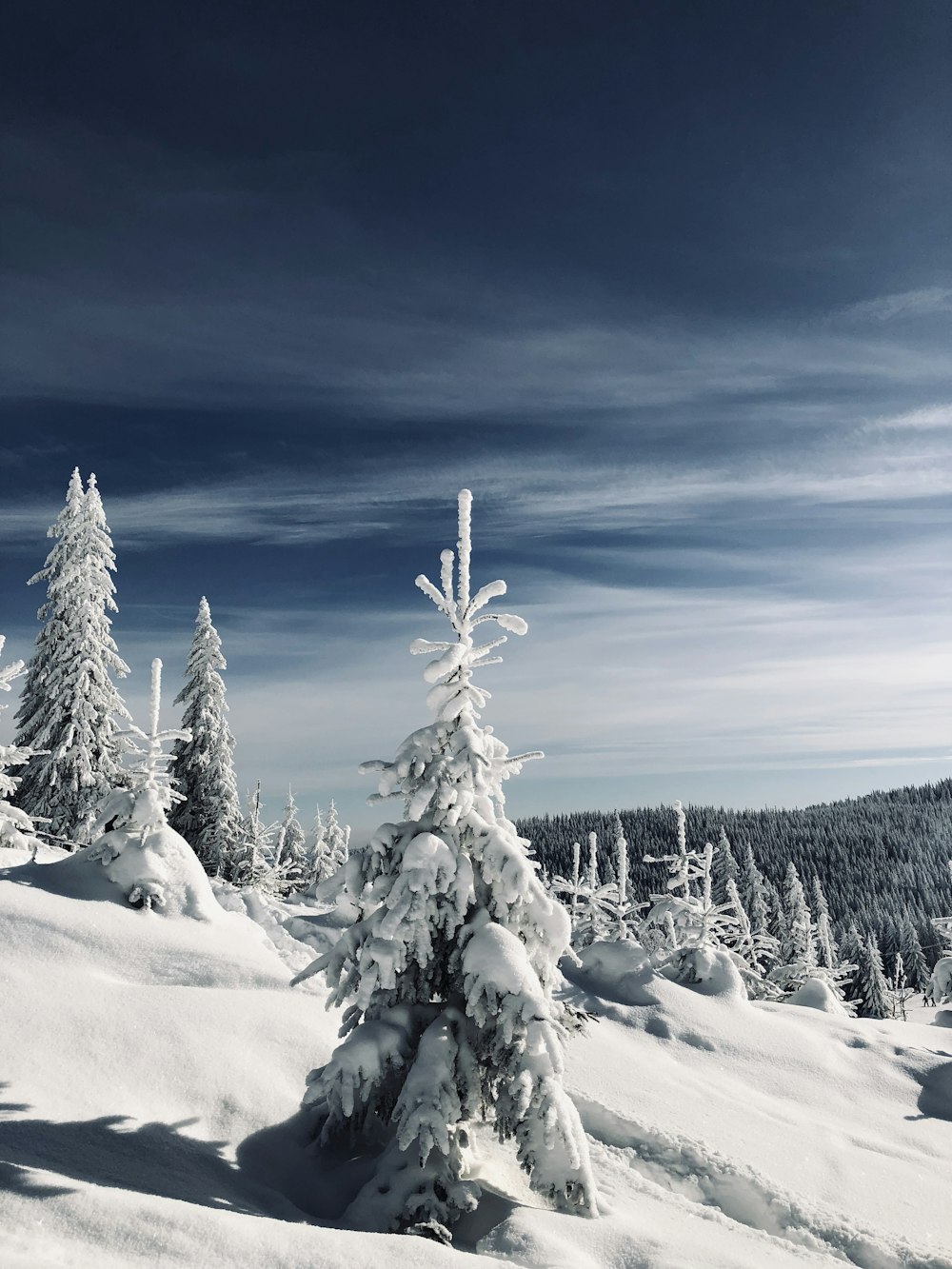 snow-covered tree during daytime