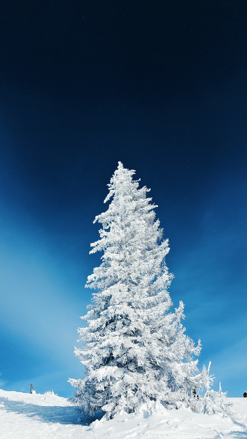 pino coperto di neve