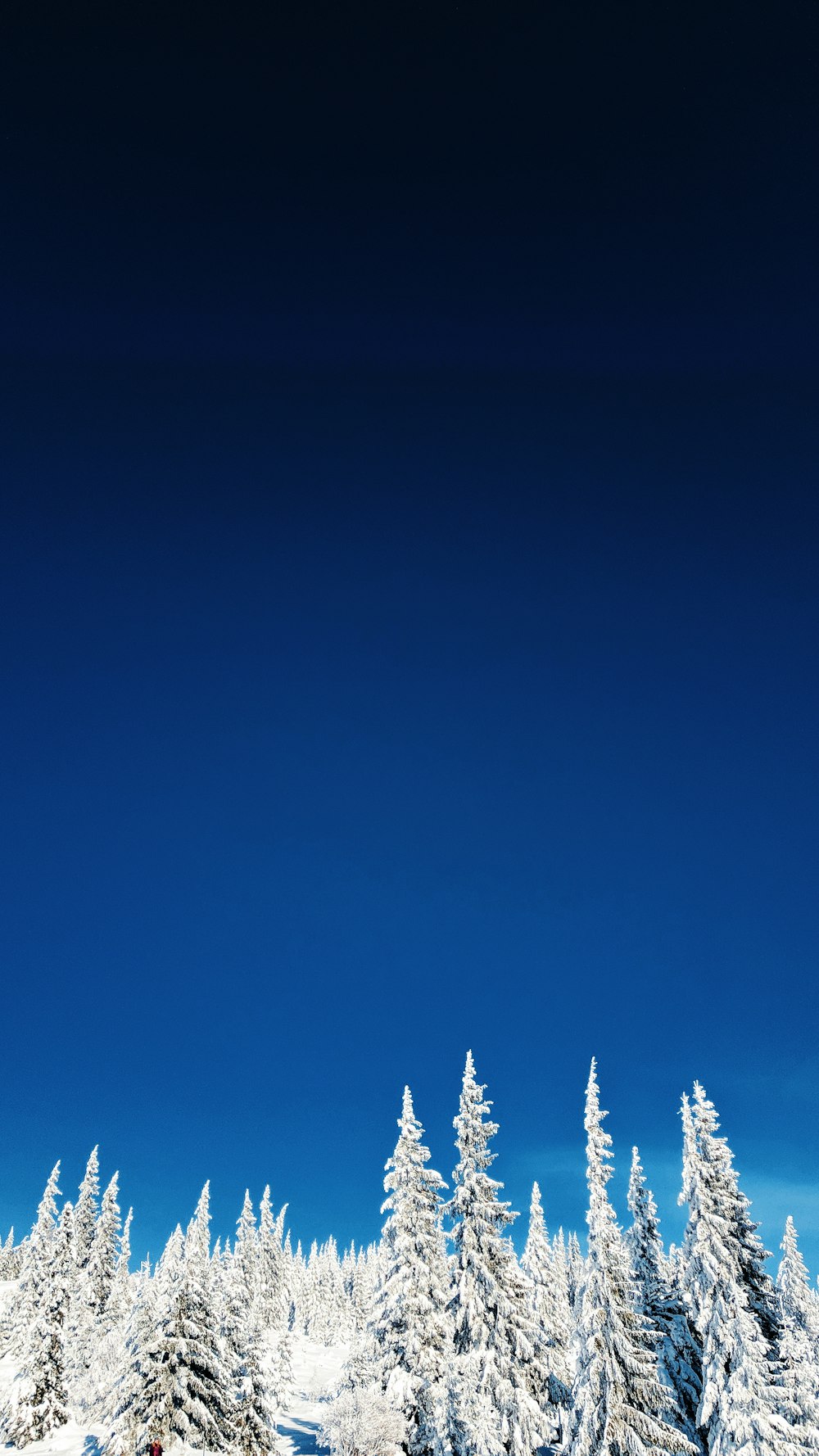 white trees covered by snow