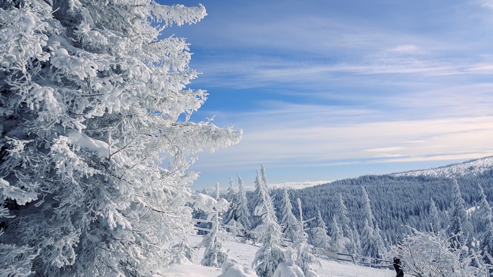 pine trees coated with snow