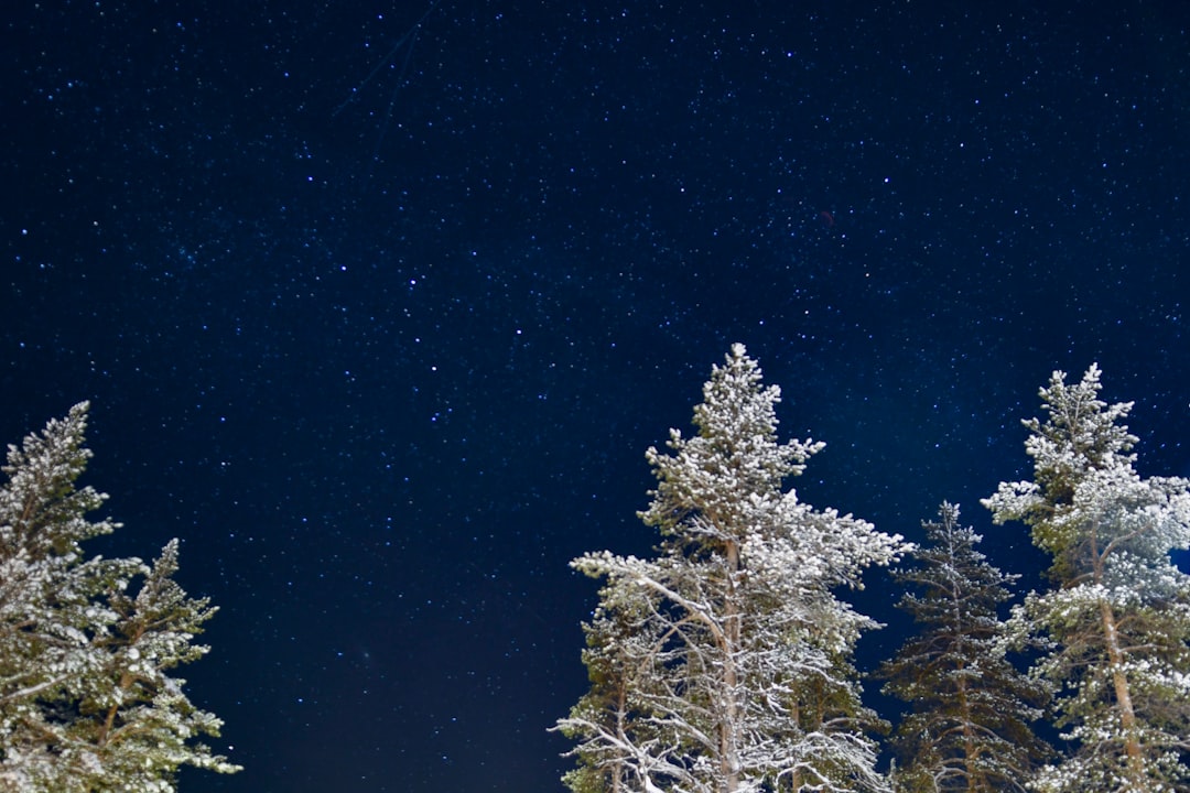 tall green trees under stars at night