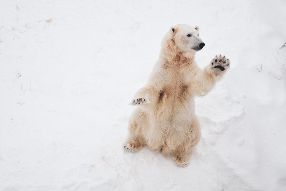 Urso polar marrom no campo de neve