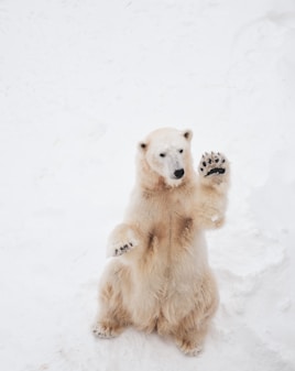 brown bear on snowfield