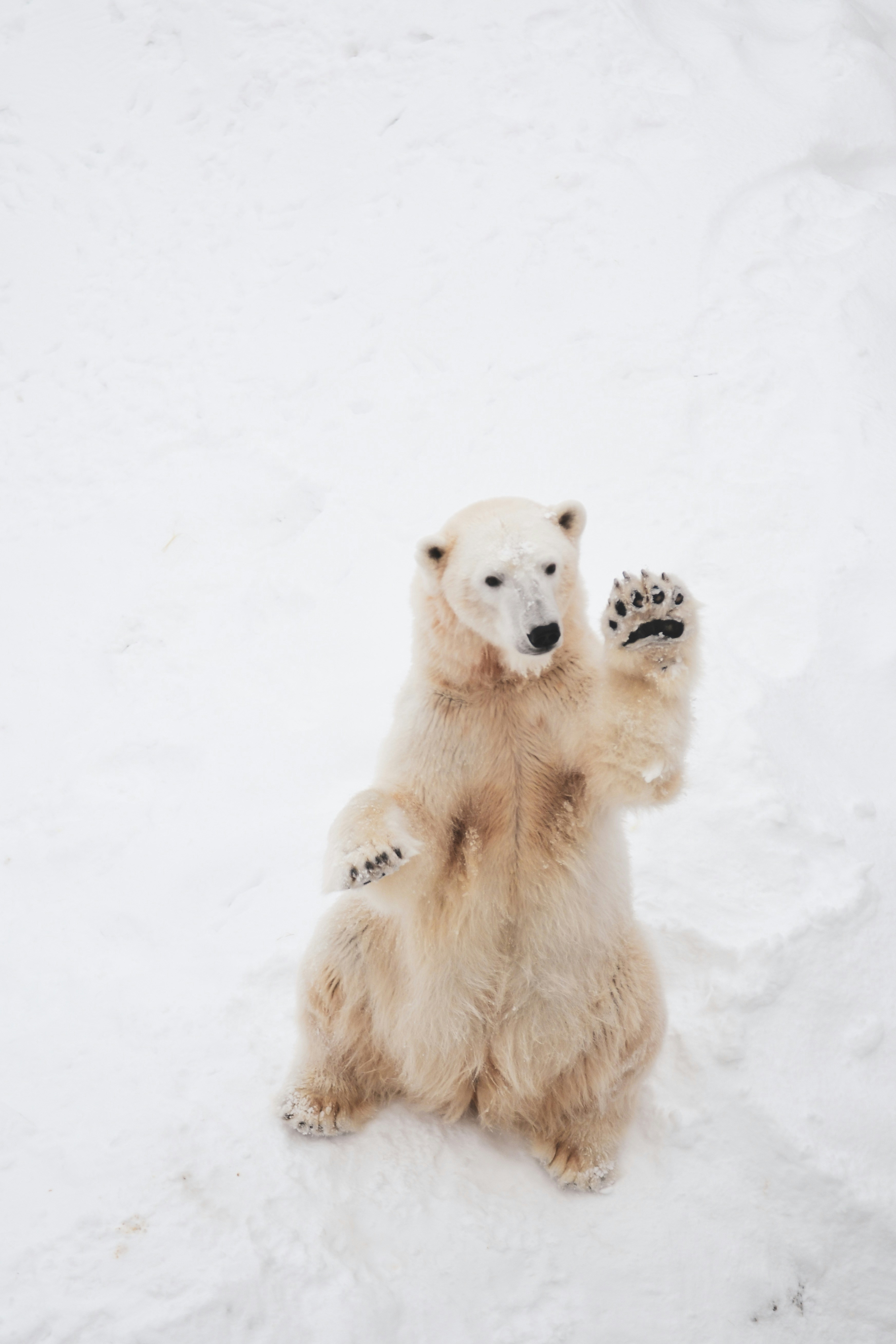 350+ Polar Bear Pictures | Download