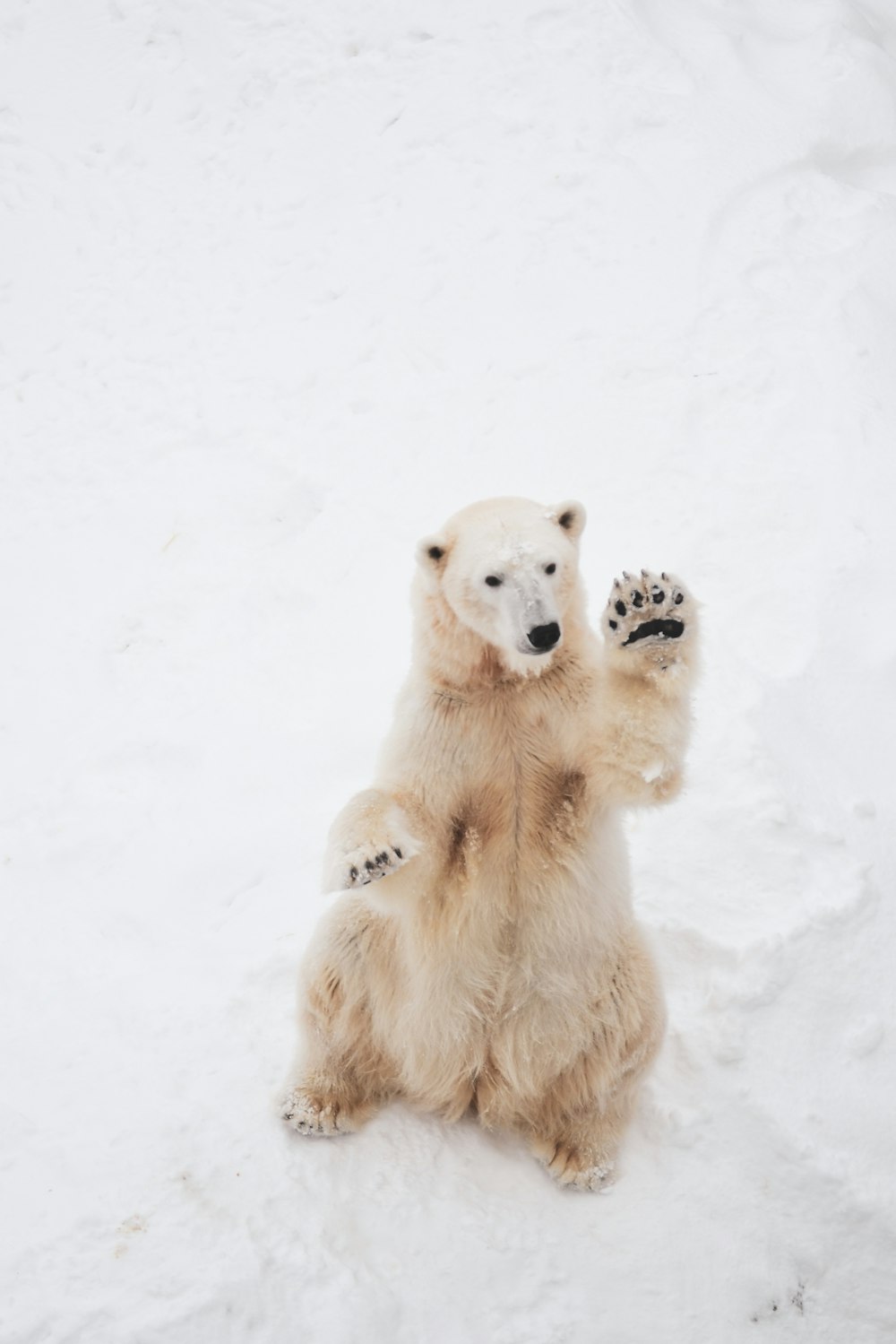 Braunbär auf Schneefeld